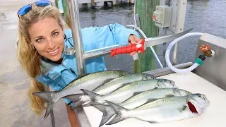Florida Inshore Fishing CATCH, CLEAN & COOK Bluefish!