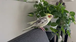Cockatiel sings while standing on the sofa!