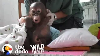 Watch This Rescue Baby Orangutan Exploring The World For The First Time | The Dodo Wild Hearts