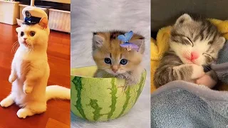 Funny & Cute Cat and Kitten TikTok Trendy Video Compilation #1 2022