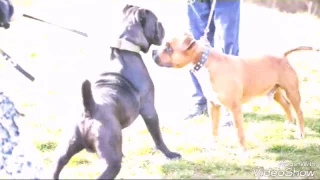 Man's best friend's cane corso