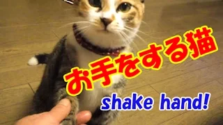 猫なのに犬よりもお手とおかわりが上手に出来る猫－かわいい猫なのに犬として育てられた猫3