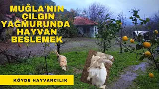 Muğla'nın İnanılmaz Yağmuruyla Tanışın 😊🌧️ | Sağanak Yağmur Altında Köyde Hayvan Beslemek🐐🐴🐑🐺🐔