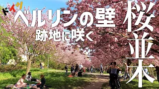 【海外生活】ベルリンの壁と満開の桜並木🌸｜ドイツ在住夫婦の休日vlog｜Cherry Blossoms in Berlin