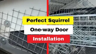 Expert Squirrel Removal: One-Way Door Success Story | Icon Pest