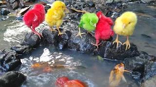 WAW finds baby chicken in river, colorful chicken, koki fish, koi fish, catfish - Part403