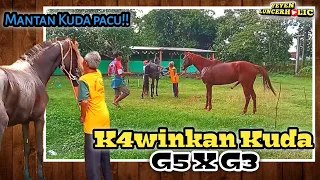 Pulang Narik Andong Langsung K4win || BORNEO G3 X NAKULA G5
