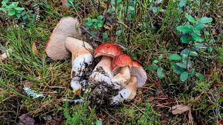 Белые грибы и боровики 22 октября! Короткая прогулка по лесу во  Владимирской области.