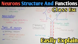 Neuron | Neuron Structure | Neuron Functions | Neuron Types | Neuron Class 12 | Urdu | Hindi