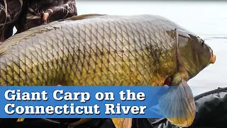 Connecticut River Carp Fishing | S13 E1