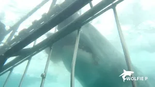 Great White Shark Surprise!!