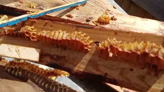 Сычково лакшери виладж)Элитная пасека каких свет не видывал🐝🐝🐝🇧🇾😊