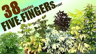 FIVE FINGERS PLANT SPECIES |  HERB STORIES