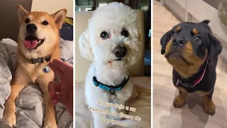 Adorable Doggos 🐶 Heartwarming Dogs Compilation 🐶💕