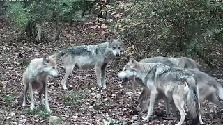 Wolf Parents' Quality Time Gets Hijacked by the "Kids"