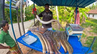 Unbelievable!! Biggest Live EEL Fish Market In Sri Lanka | Excellent Fish Cutting Technique