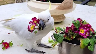 Wild cockatoo destroying flowers!! Casual Chaos and Cuteness #40