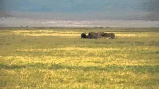 KILL - 7 (!) lions taking down a buffel. Robrecht @ Ngorongoro-crater Tanzania