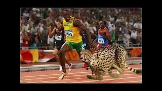 Usen Bolt The World's Fastest Man -vs- Speed Cheetah