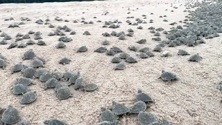 Giant South American River Turtle Hatchlings