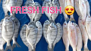 FRESH FISH- Cape Town South Africa 🇿🇦 #freshfish