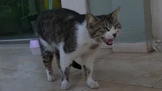 Mother cat calling her kittens for food