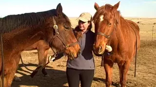 Turn on Your HeartLight with Horses!: An Invitation from the Herd