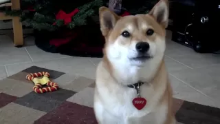 Yuki The Shiba Says Hello