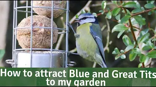 Bird Bites - How to attract Blue and Great Tits to my garden