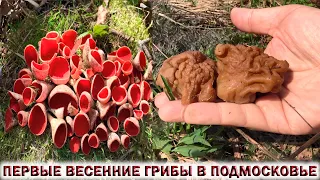 ❗ВЕСЕННИЕ ГРИБЫ РАДУЮТ В ПОДМОСКОВЬЕ.🍄СТРОЧОК ГИГАНТСКИЙ.🍄САРКОСЦИФА.👉ГРИБЫ РАСТУЩИЕ НА ШИШКЕ.