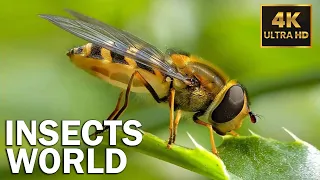 Amazing Insects World  [4K Ultra HD] - 4K Relaxation Video with Various Nature & Insects Sounds
