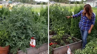 Pruning an Overgrown Tomato Plant! ✂️🍅🌿// Garden Answer