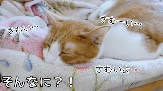 ファンヒーターの暖かさを知った猫はファンヒーターを消すとこうなります 笑