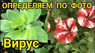 ТАКИЕ ПЕТУНИИ ЛУЧШЕ СЖЕЧЬ! ВИРУС НА ПЕТУНИИ