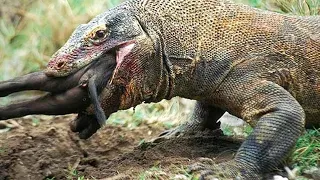 Animal World 🐱🐱🐱 TOP KOMODO DRAGON VS ANIMALS MOMENTS