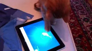 Кошка Табби играет с iPad