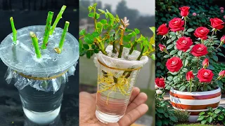 Grow Rose From Cutting In Water | How to Grow Roses From Cutting Without Soil