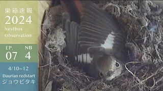 The Daurian Redstart's Nest-Building is Super Cute!