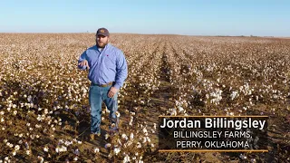 Growing and Harvesting of Cotton