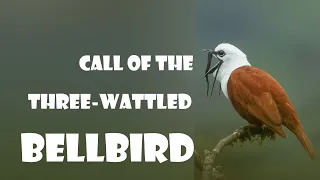 Loudest Birds in the World!