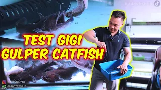 UPDATE STOCK IKAN LOKAL SAMPAI IMPORT dan HANDFEEDING GULPER CATFISH ❗❗❗