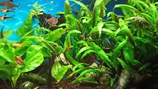 Мой аквариум 100 л/ Мои рыбки в 100 литровом аквариуме/ Рыбки и растения  в моем аквариуме