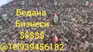 Бедана бизнеси