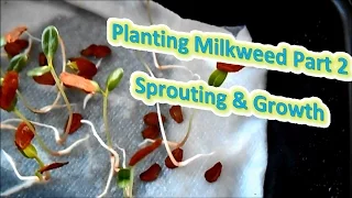 Planting Milkweed Part 2 - Sprouting & Growth (Help The Monarch Butterfly)