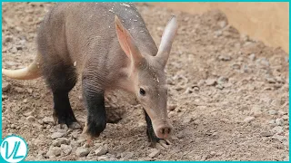 They Eat 50,000 Insects In a Single Night! The Aardvark!