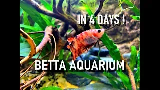 Amazing Betta Aquarium -  Easy 4 day setup finally !