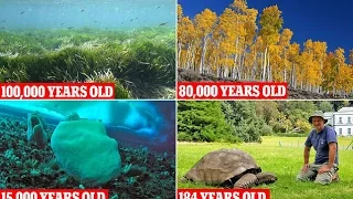 The world's oldest living things and where to find them! বিশ্বের প্রাচীনতম জীবিত প্রাণ