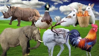 life in the animal world; cats, chickens, goats, cows, buffalo, birds, horses, rabbits~animal sounds