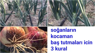 Büyük Baş Soğan için 3 Kural