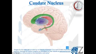 Brain Anatomy (12): Basal Ganglia (1): Caudate Nucleus and Amygdala
